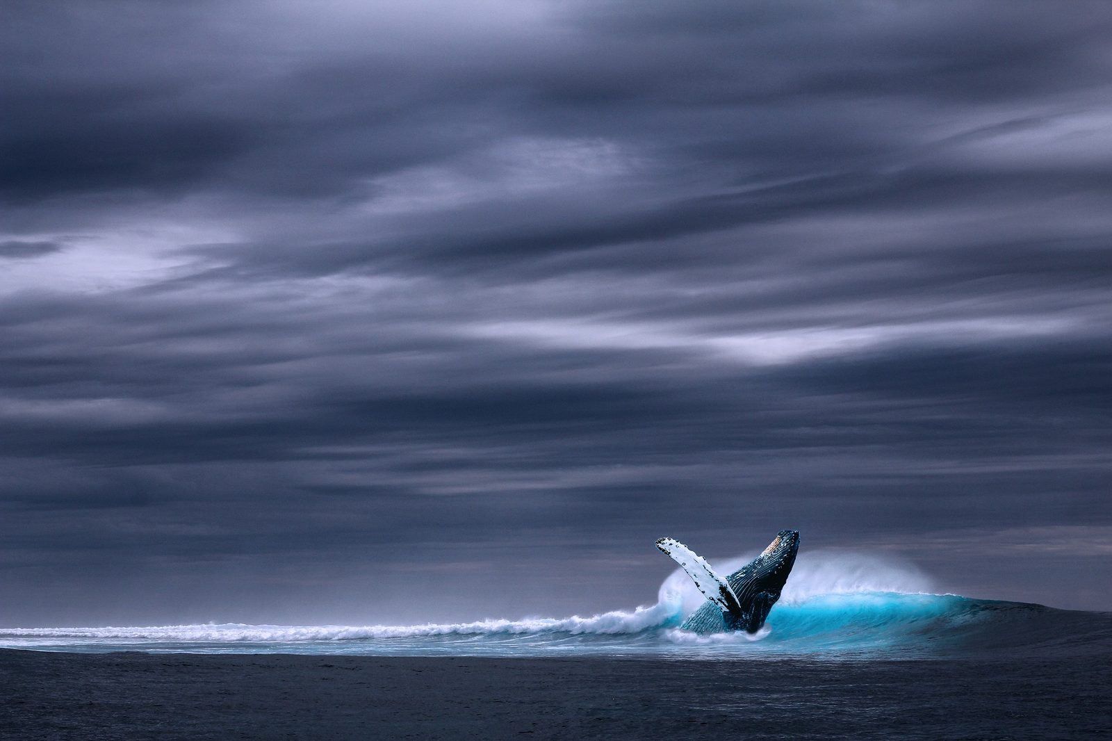 A real Blue Whale in the wild