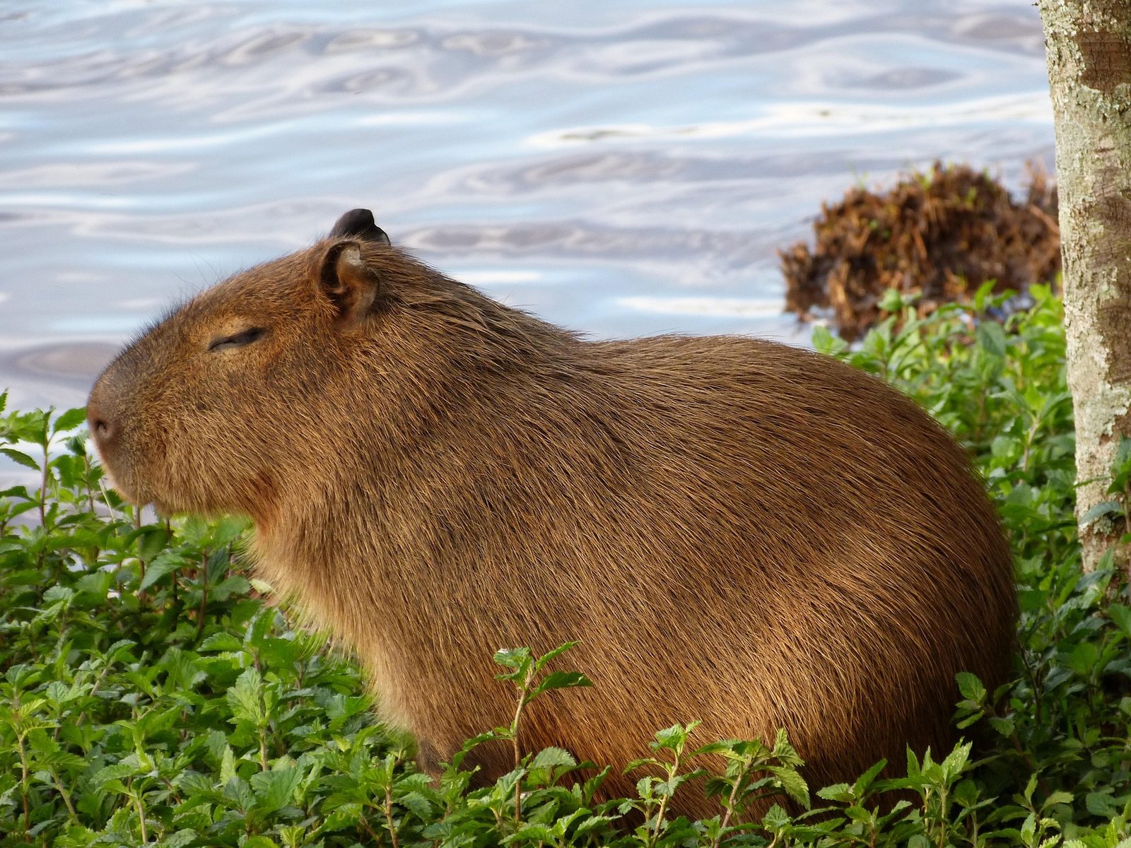 A real Capybara in the wild