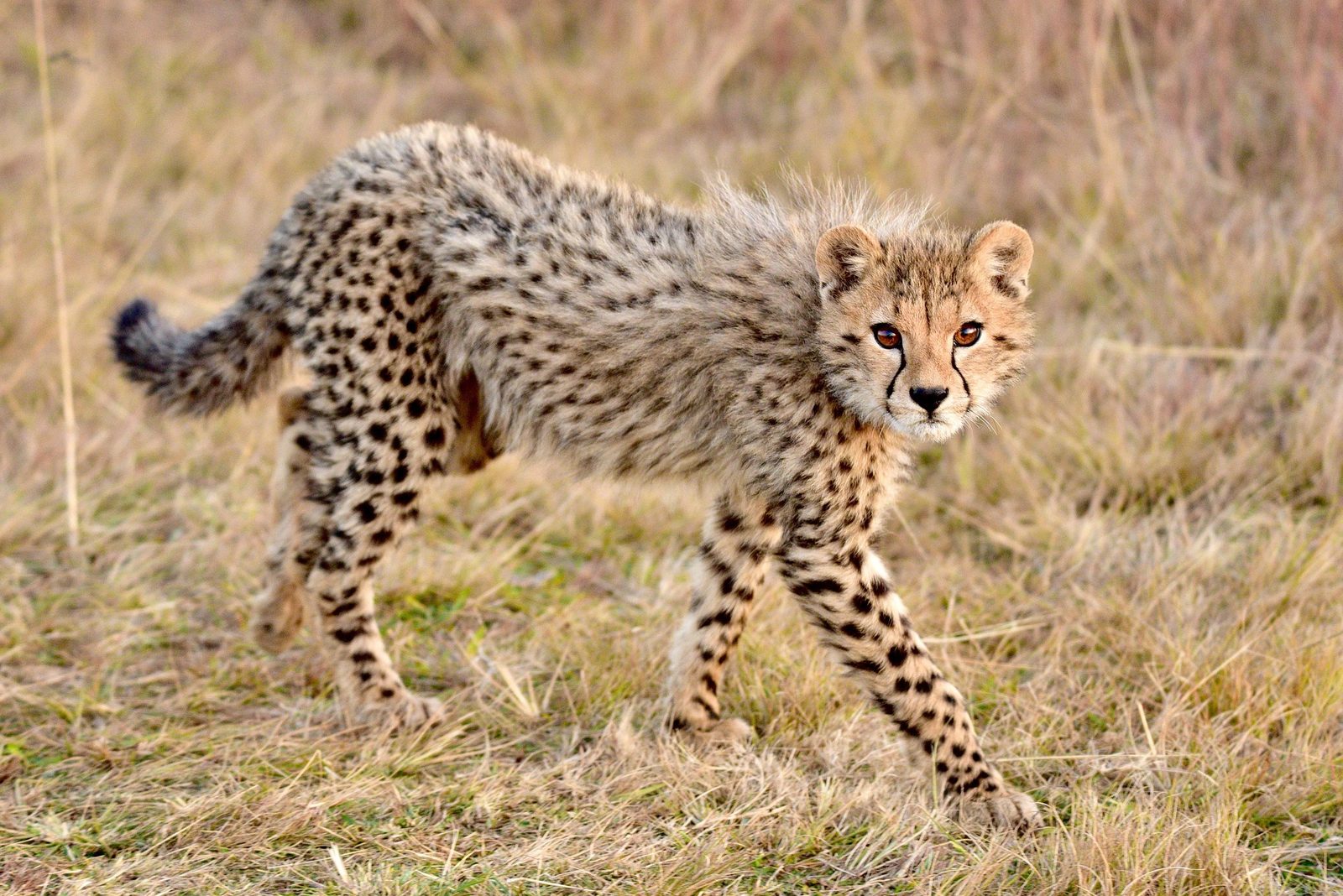 A real Cheetah in the wild