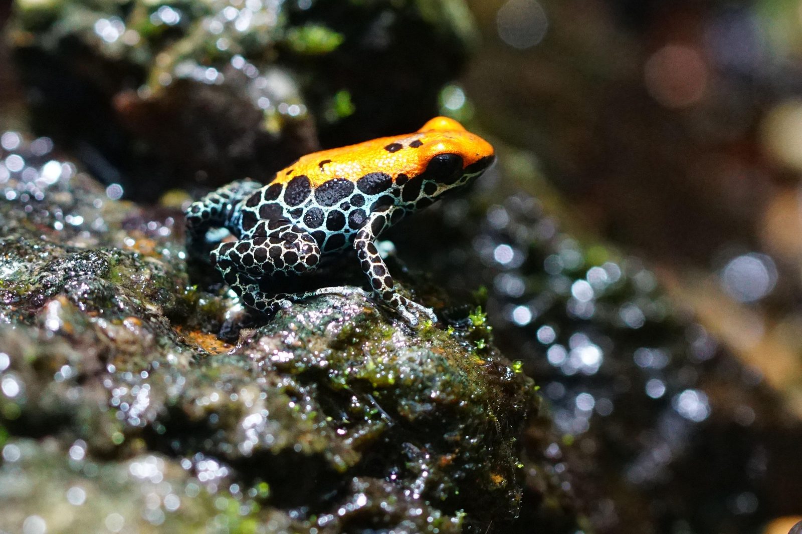 A real Poison Dart Frog in the wild