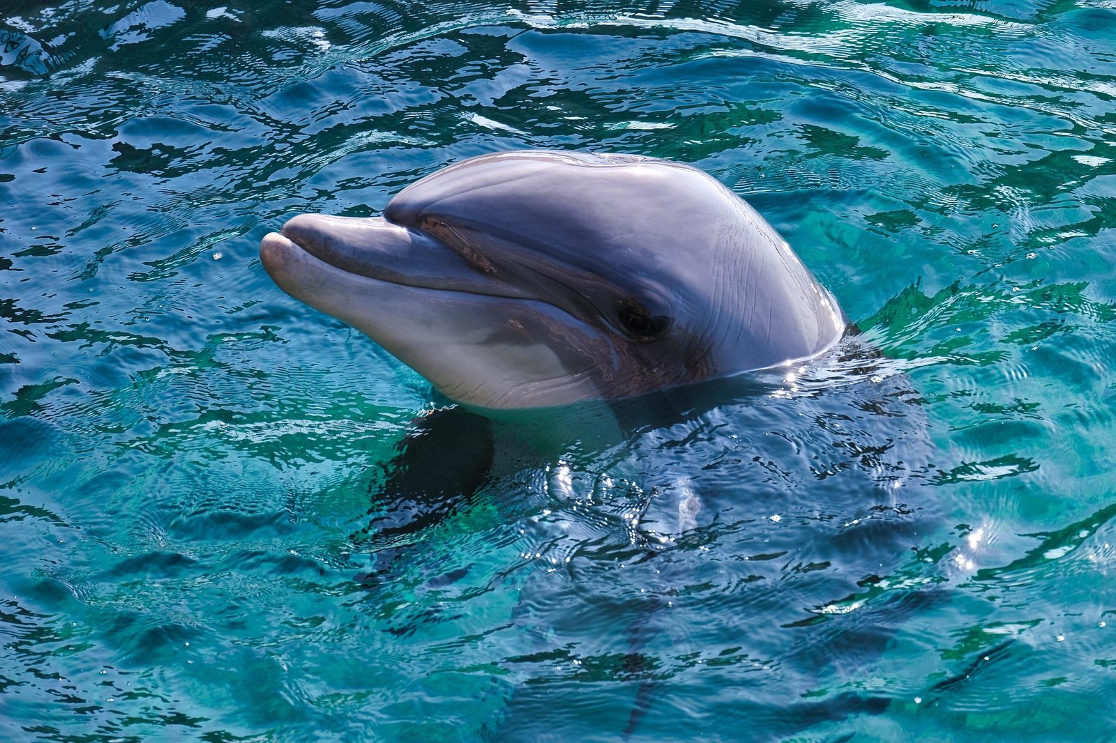 A real Dolphin in the wild