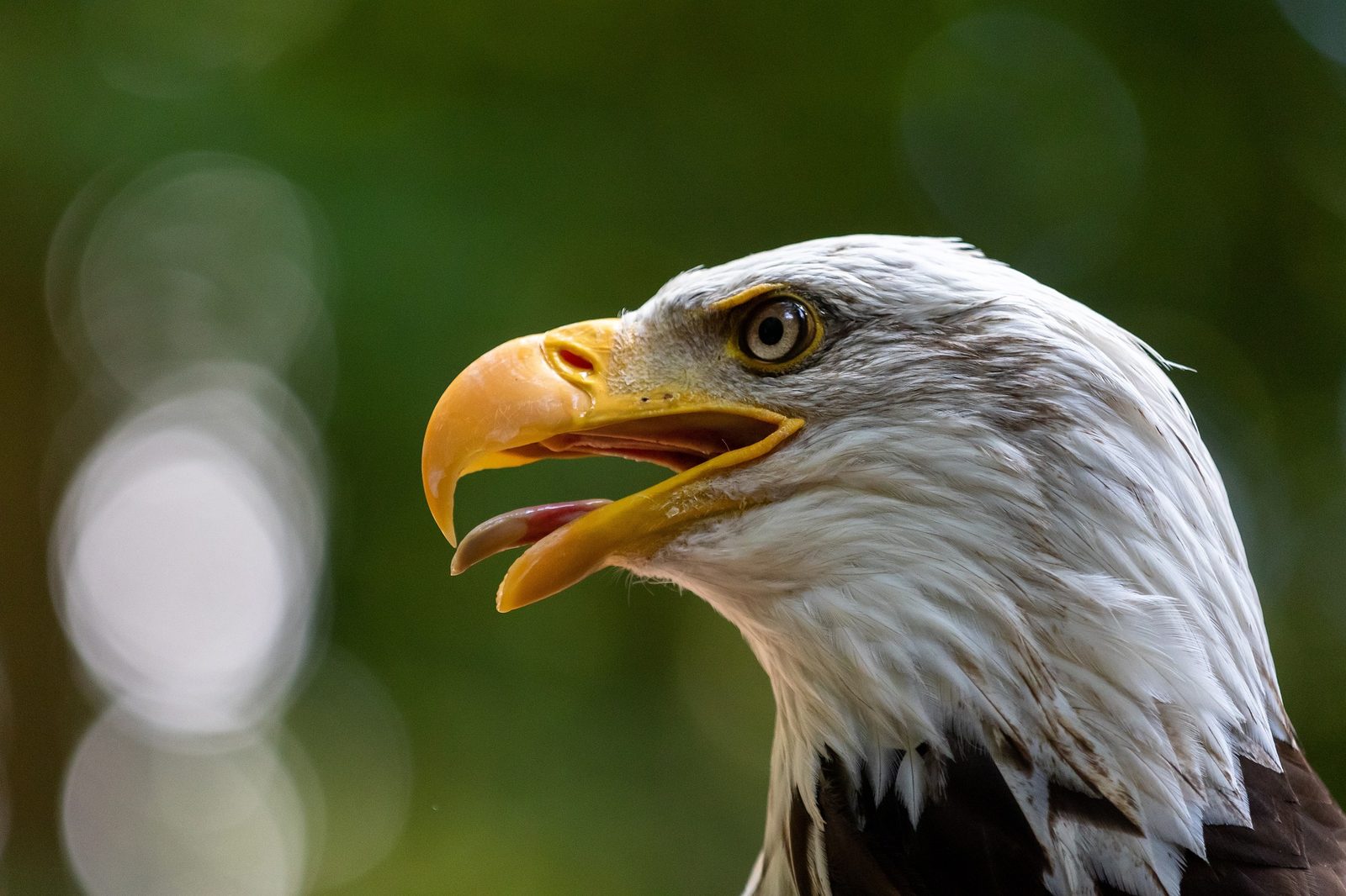 A real Bald Eagle in the wild
