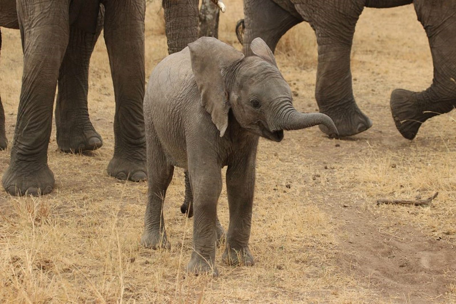 A real Elephant in the wild