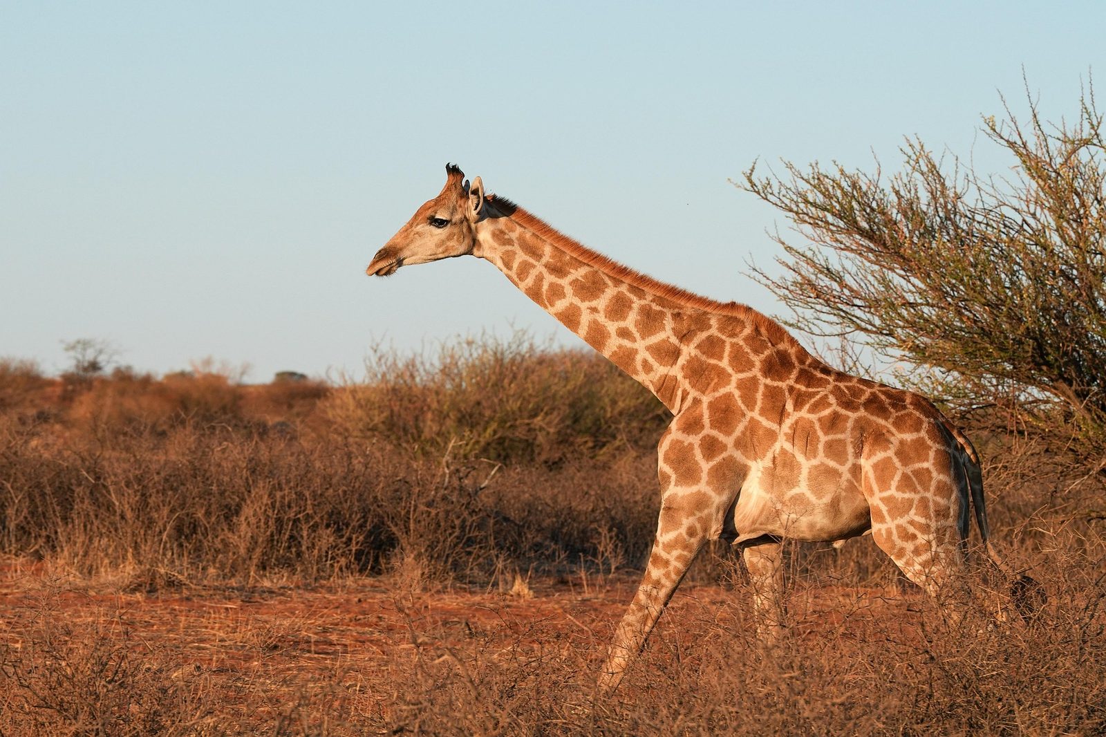 A real Giraffe in the wild