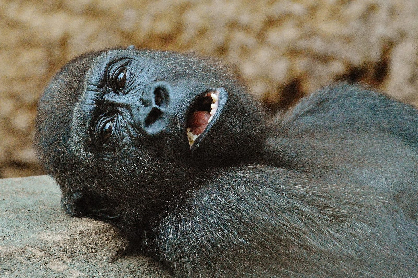 A real Gorilla in the wild