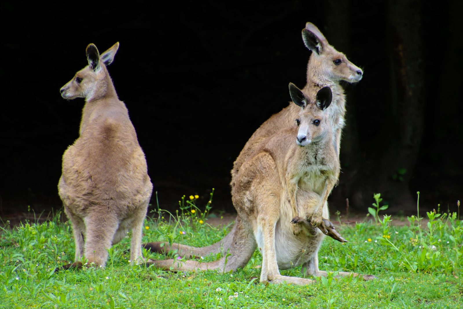 A real Kangaroo in the wild
