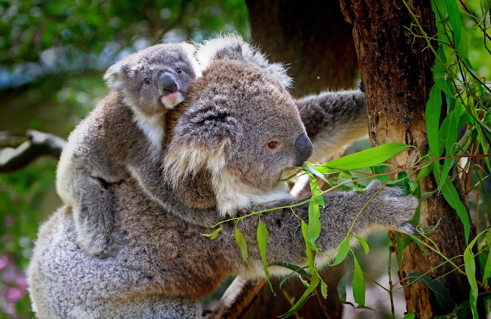 A real Koala in the wild