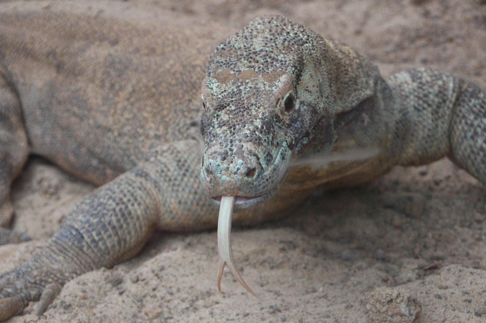A real Komodo Dragon in the wild