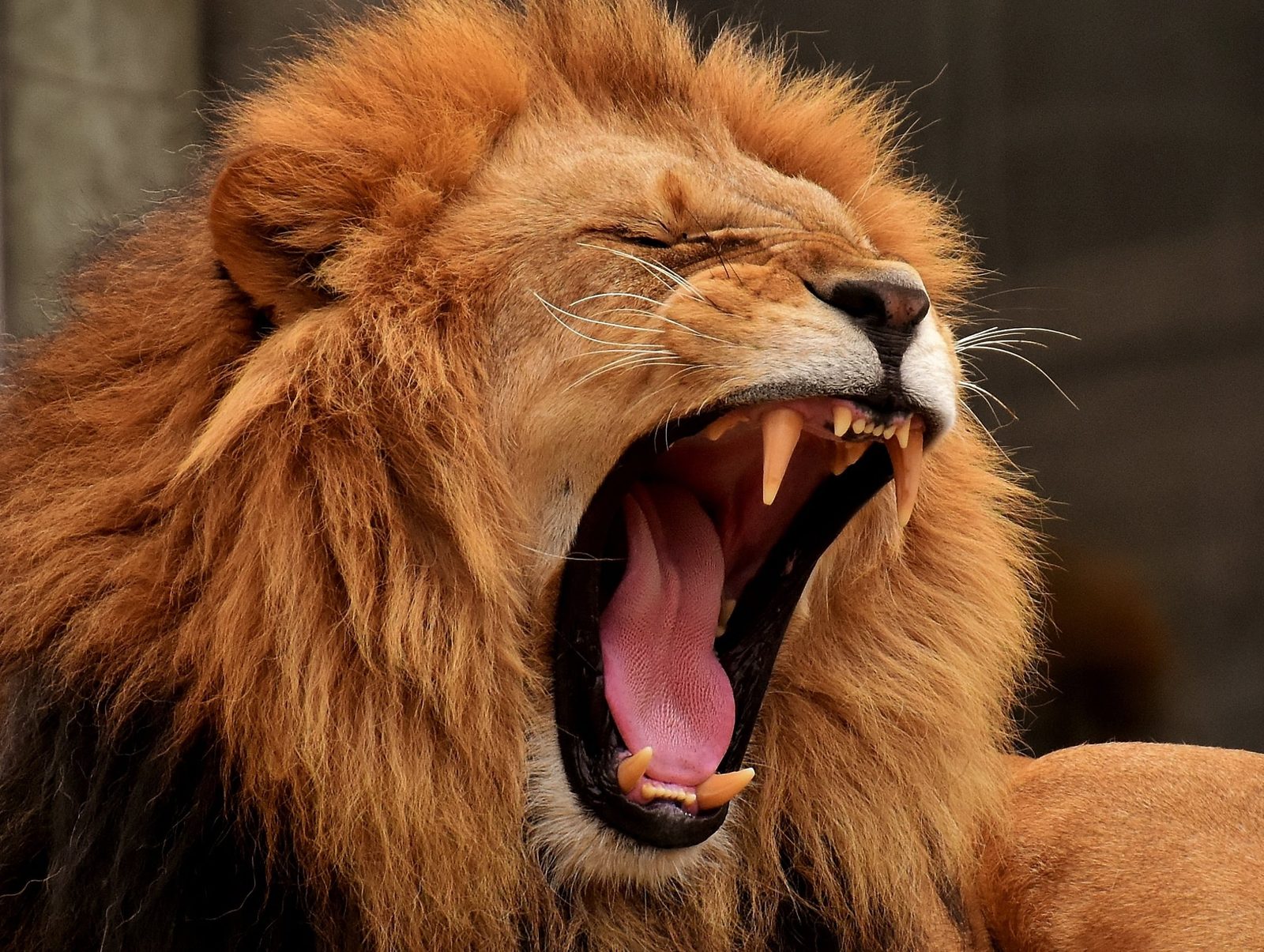 A real Lion in the wild
