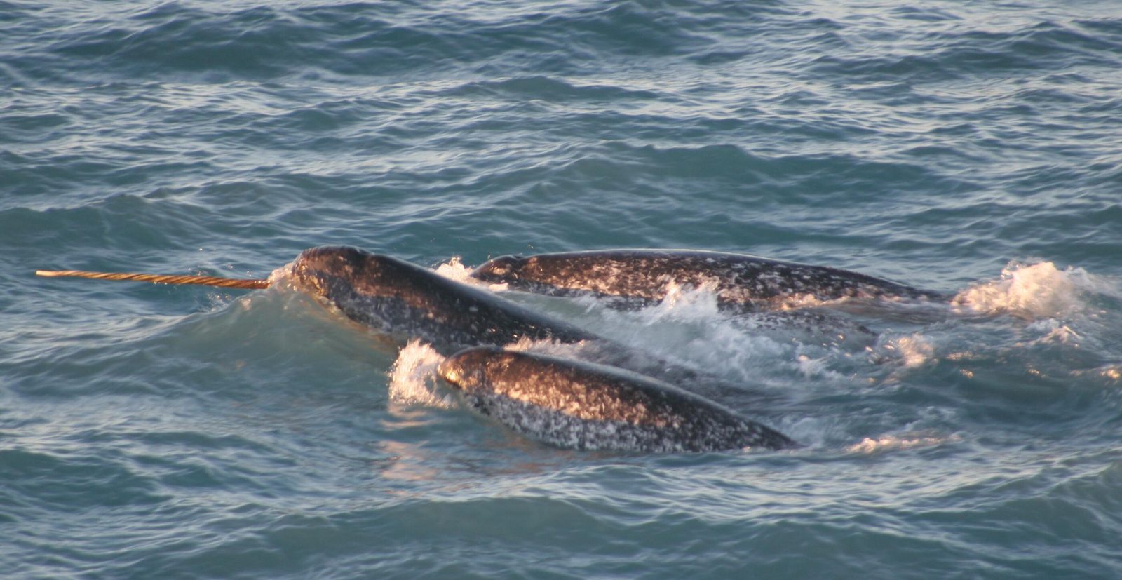 A real Narwhal in the wild