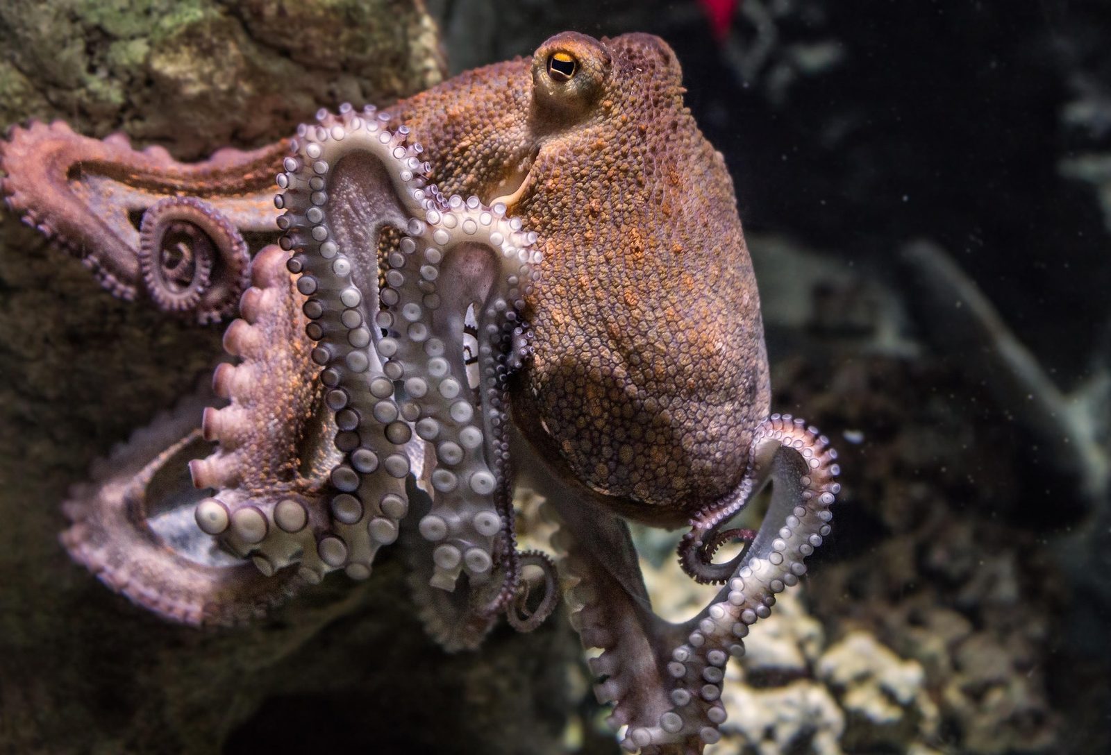 A real Octopus in the wild