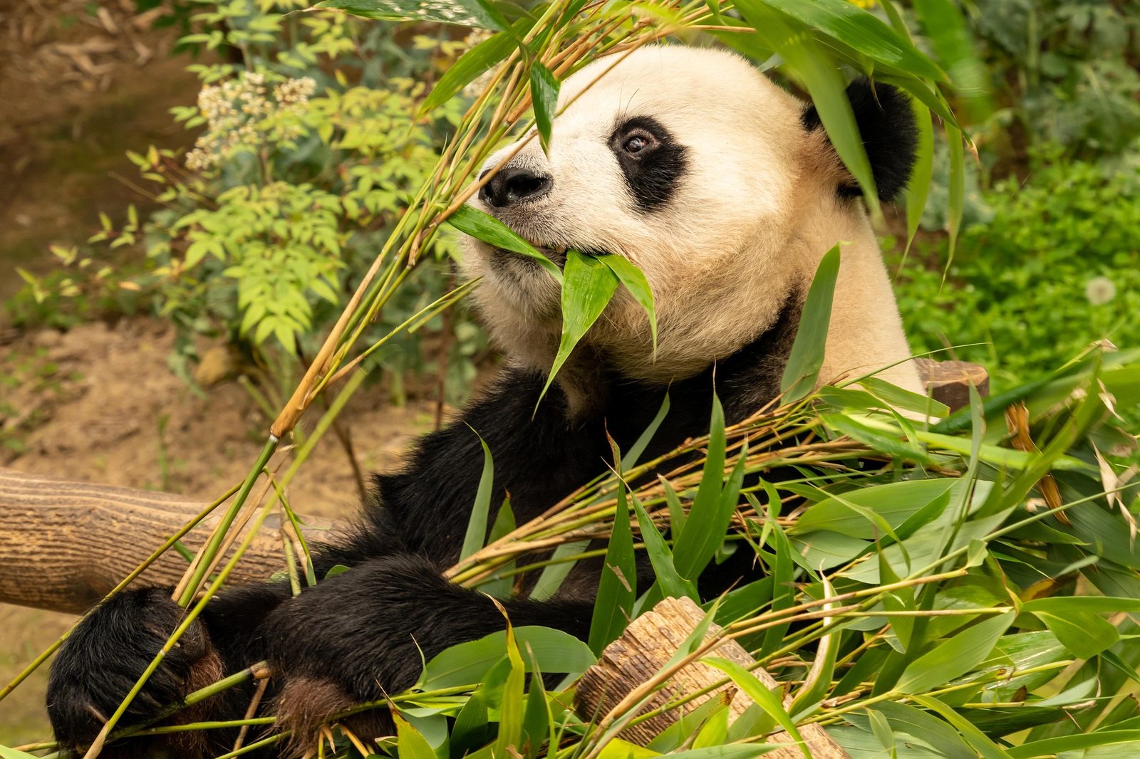 A real Giant Panda in the wild