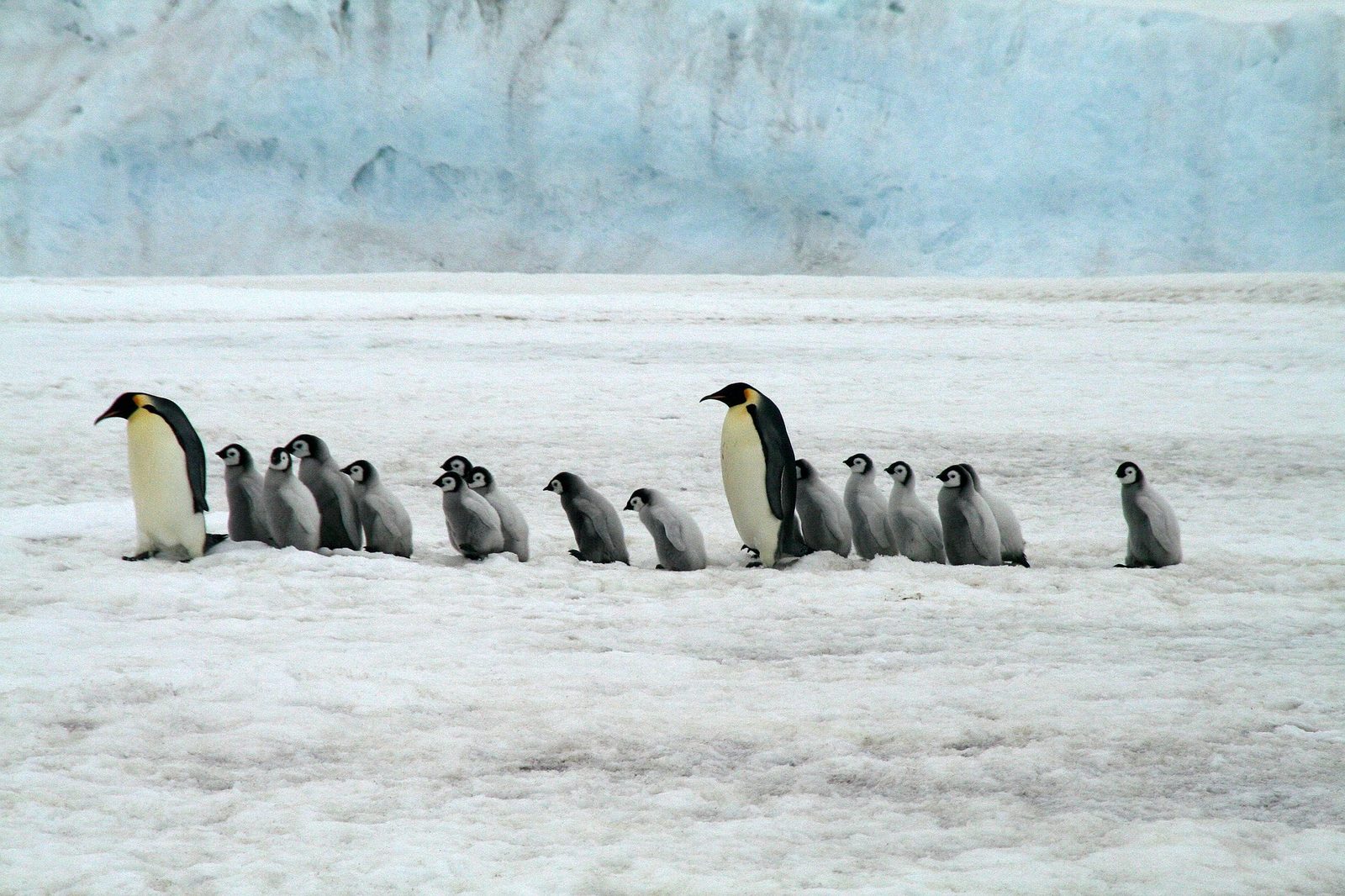 A real Emperor Penguin in the wild