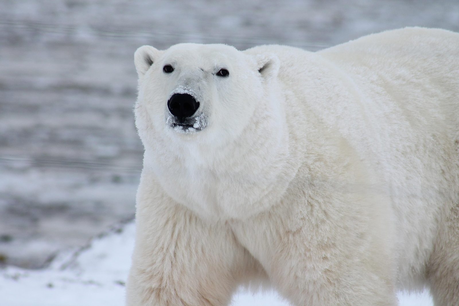 A real Polar Bear in the wild