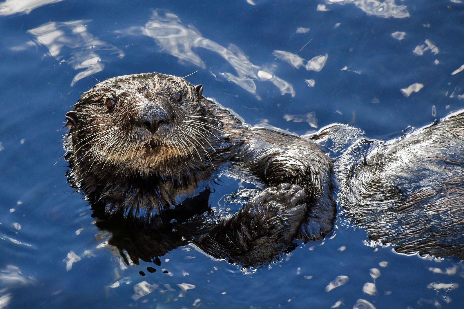 A real Sea Otter in the wild