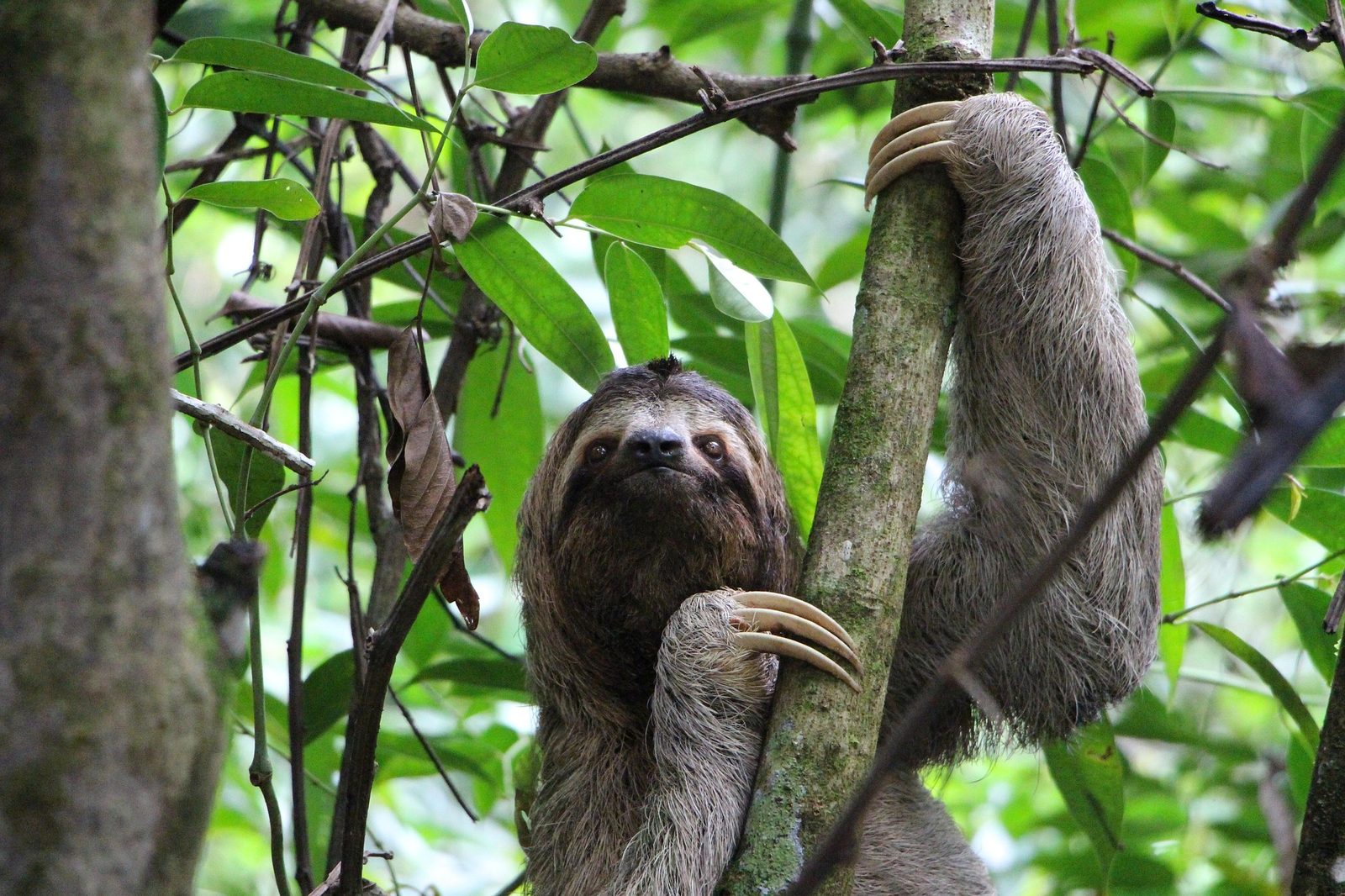 A real Sloth in the wild
