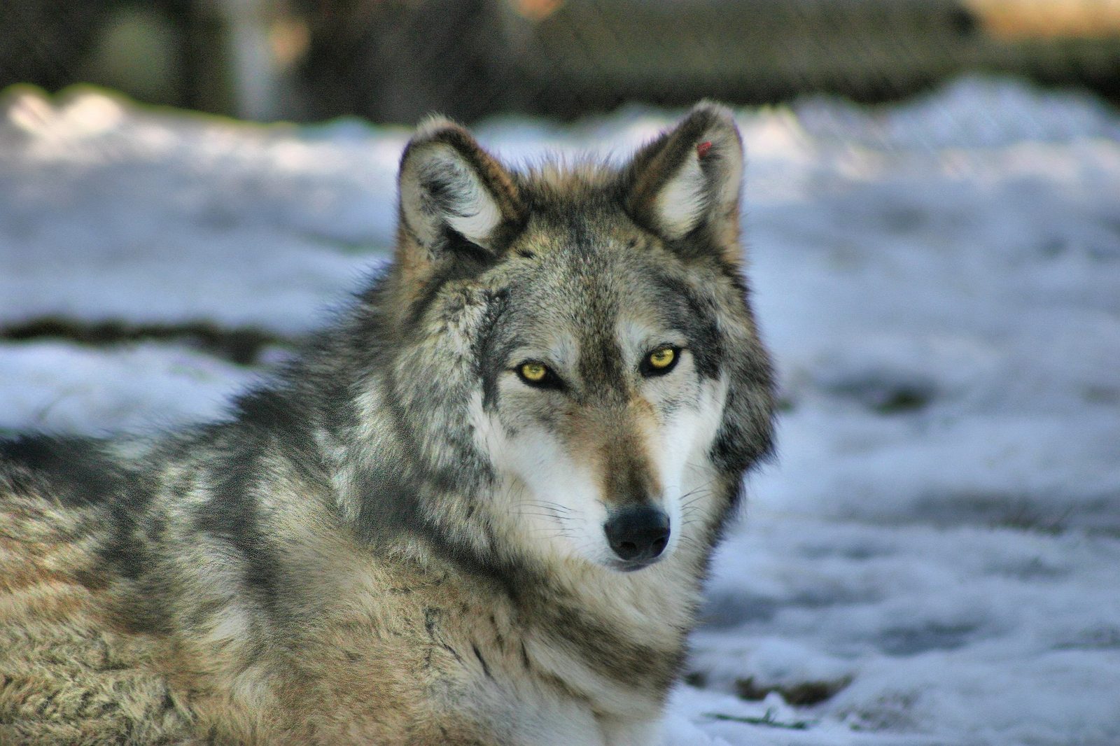 A real Gray Wolf in the wild