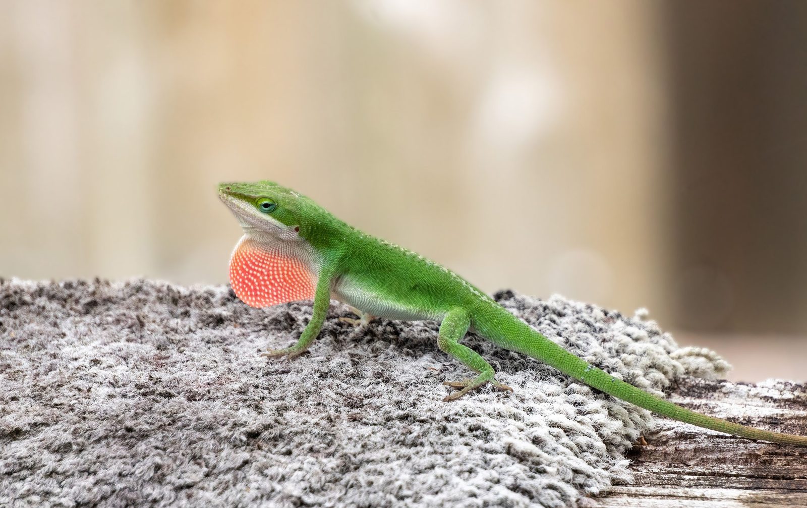 A real Anole