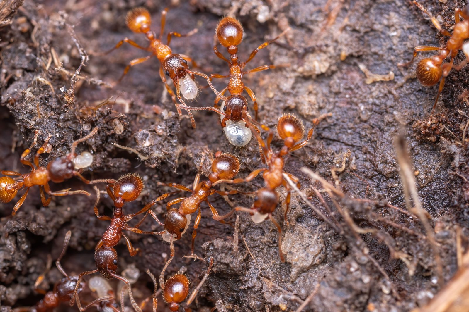 A real Ant Farm