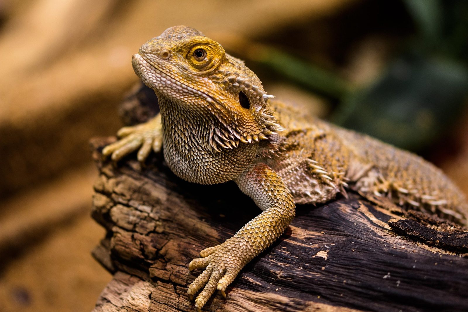 A real Bearded Dragon