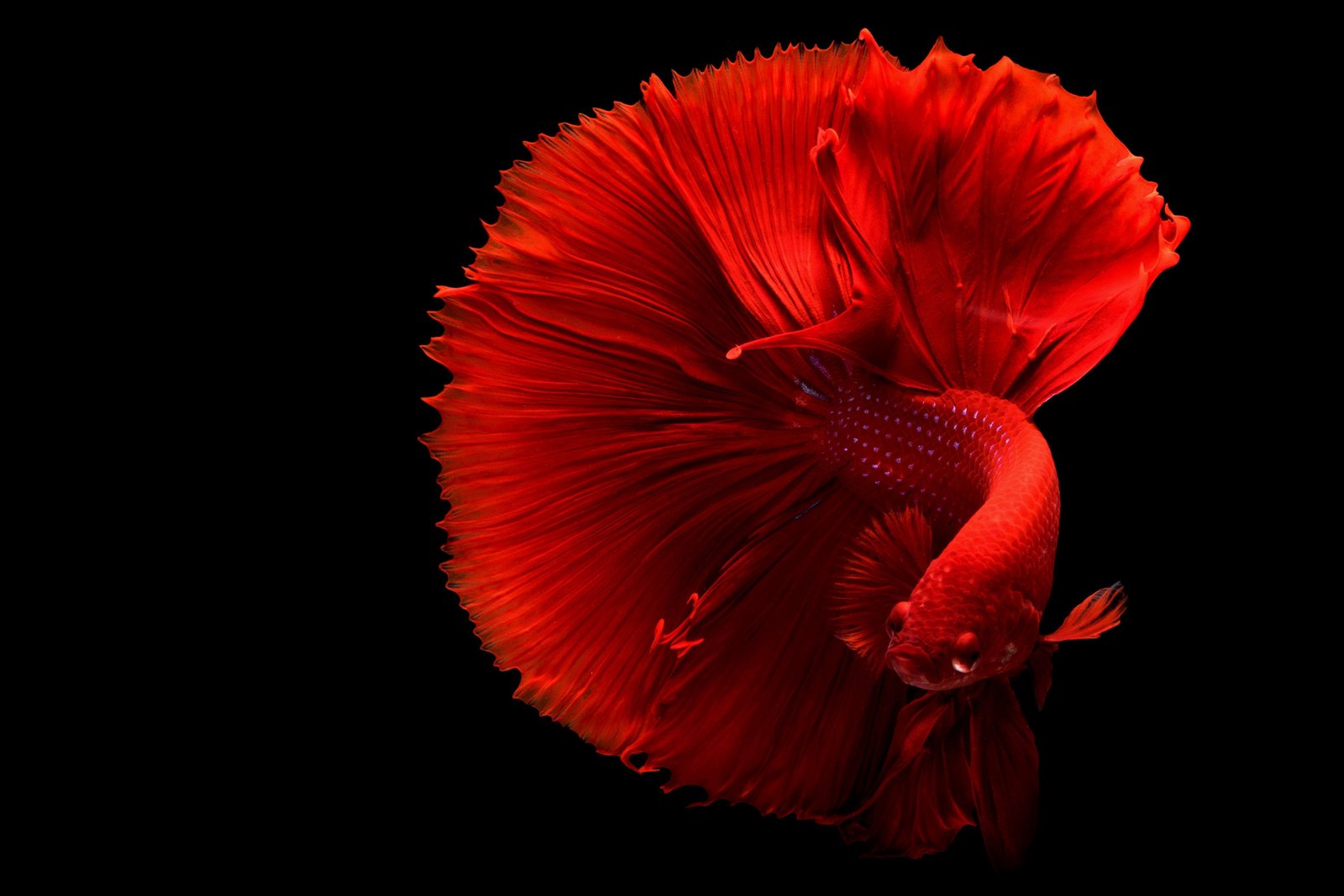 A real Betta Fish