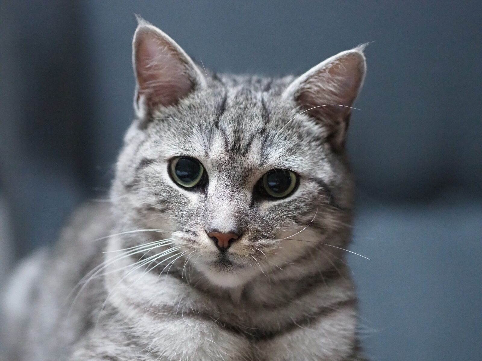 American Shorthair