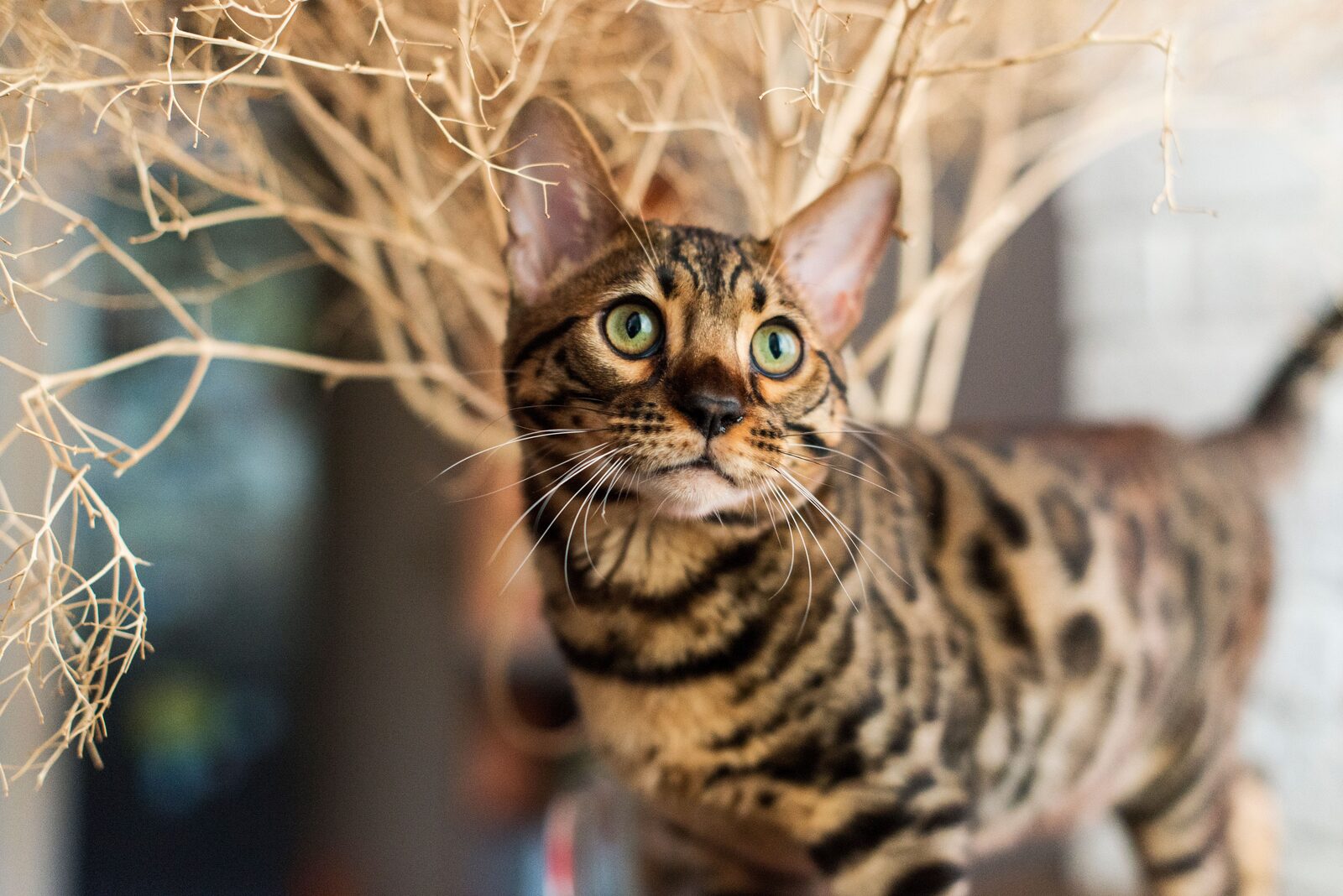 Bengal