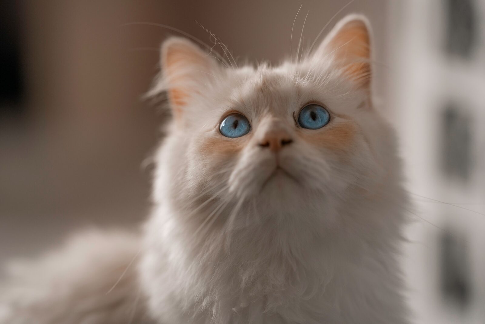 Birman