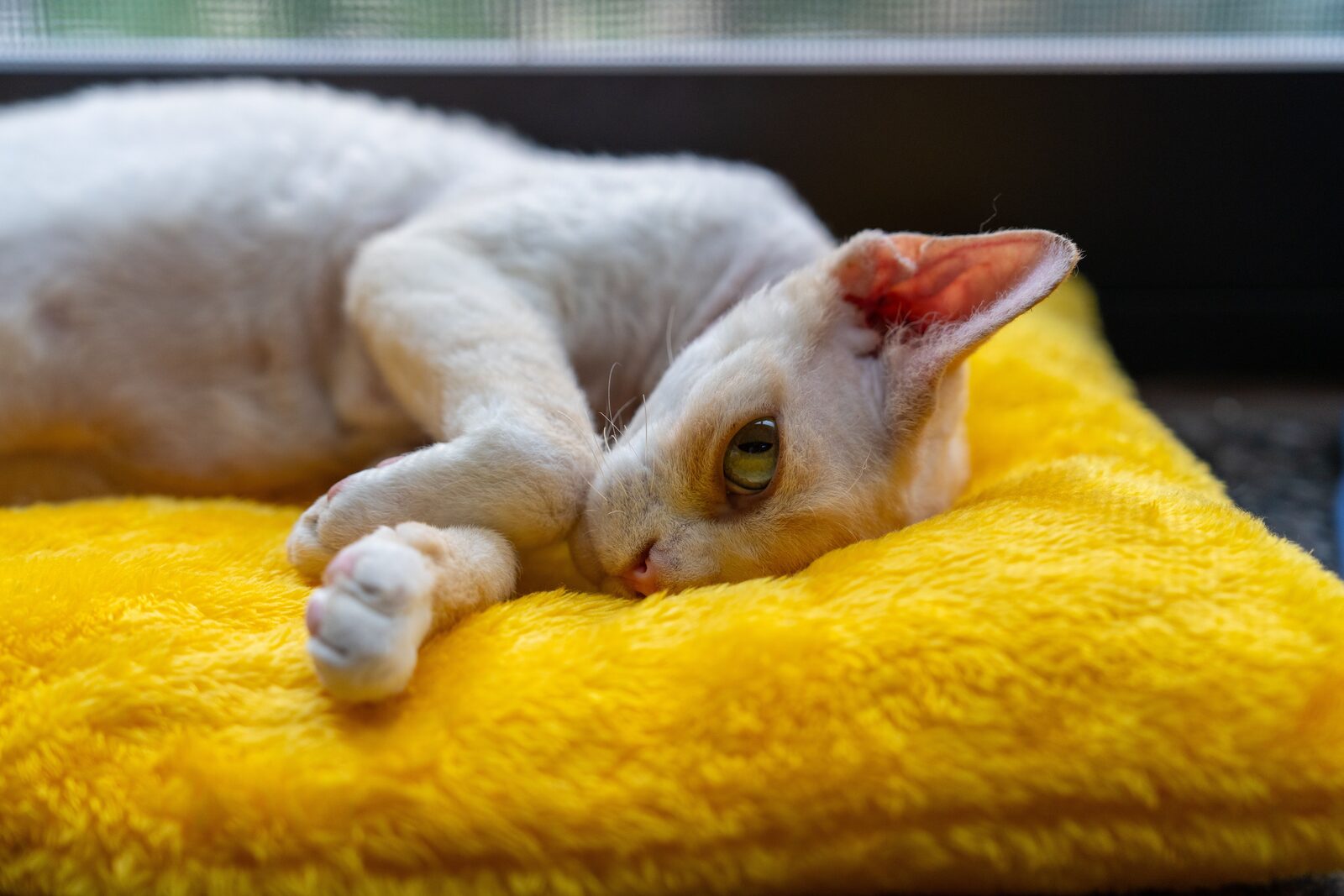 Devon Rex
