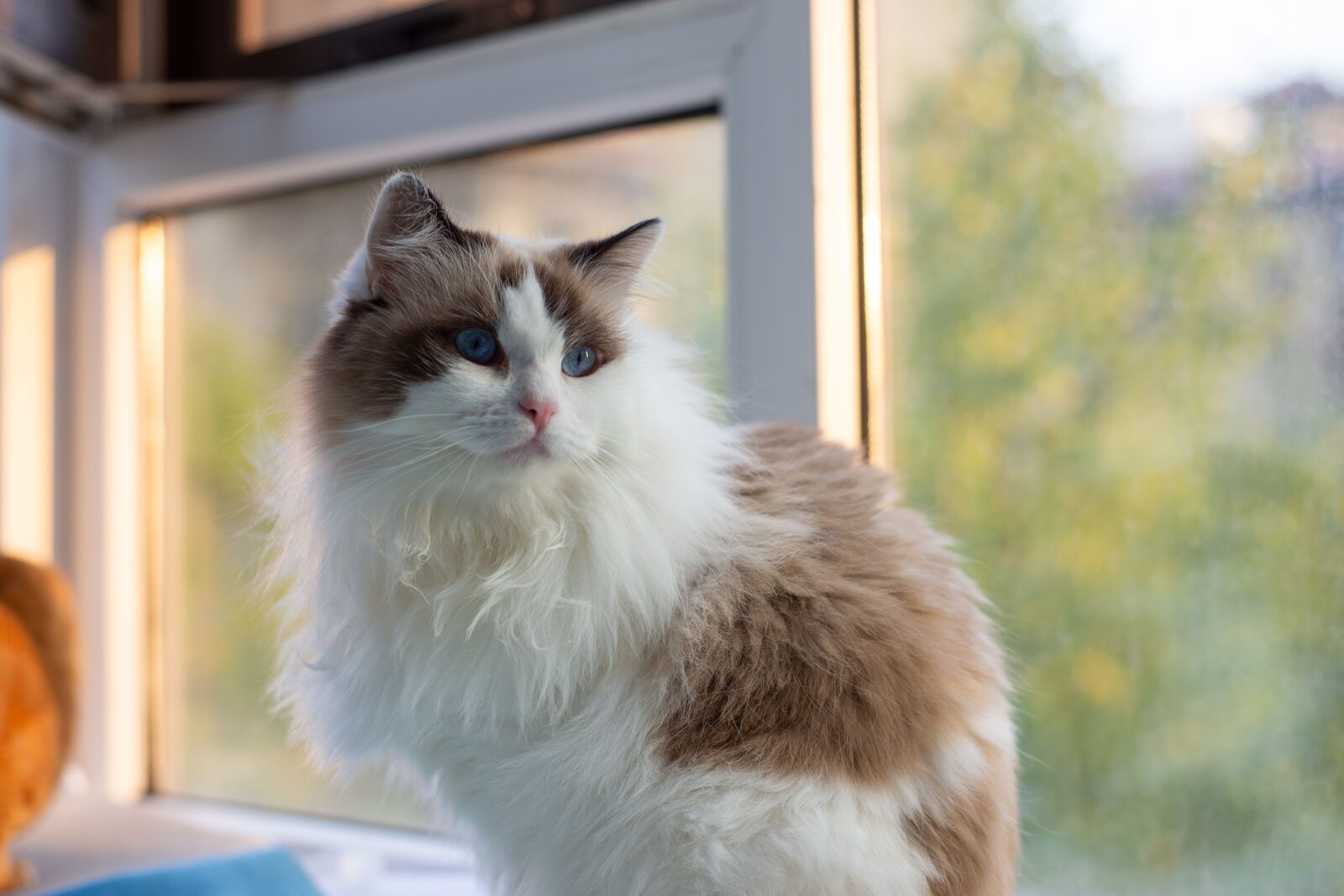 Domestic Longhair