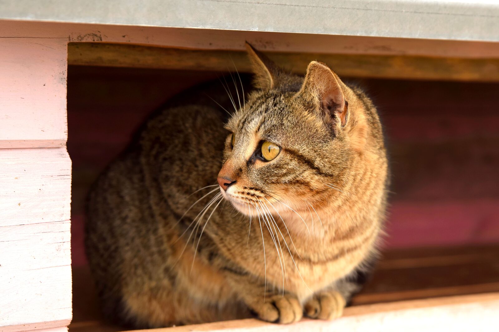 Domestic Shorthair