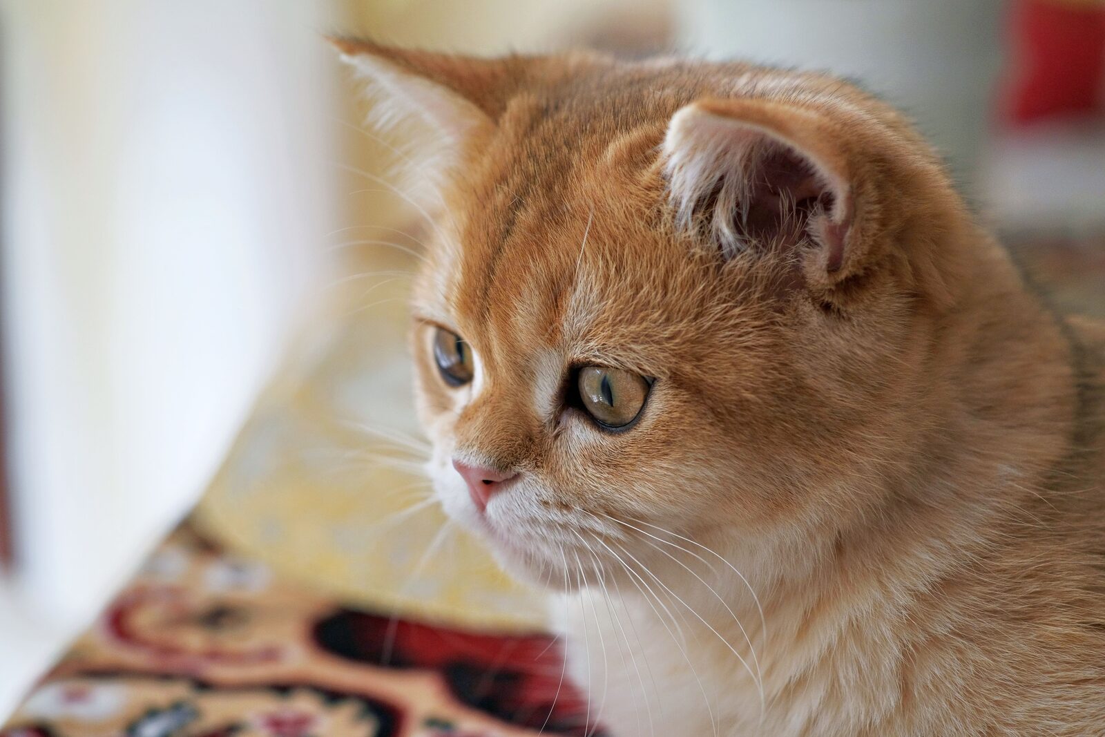 Exotic Shorthair