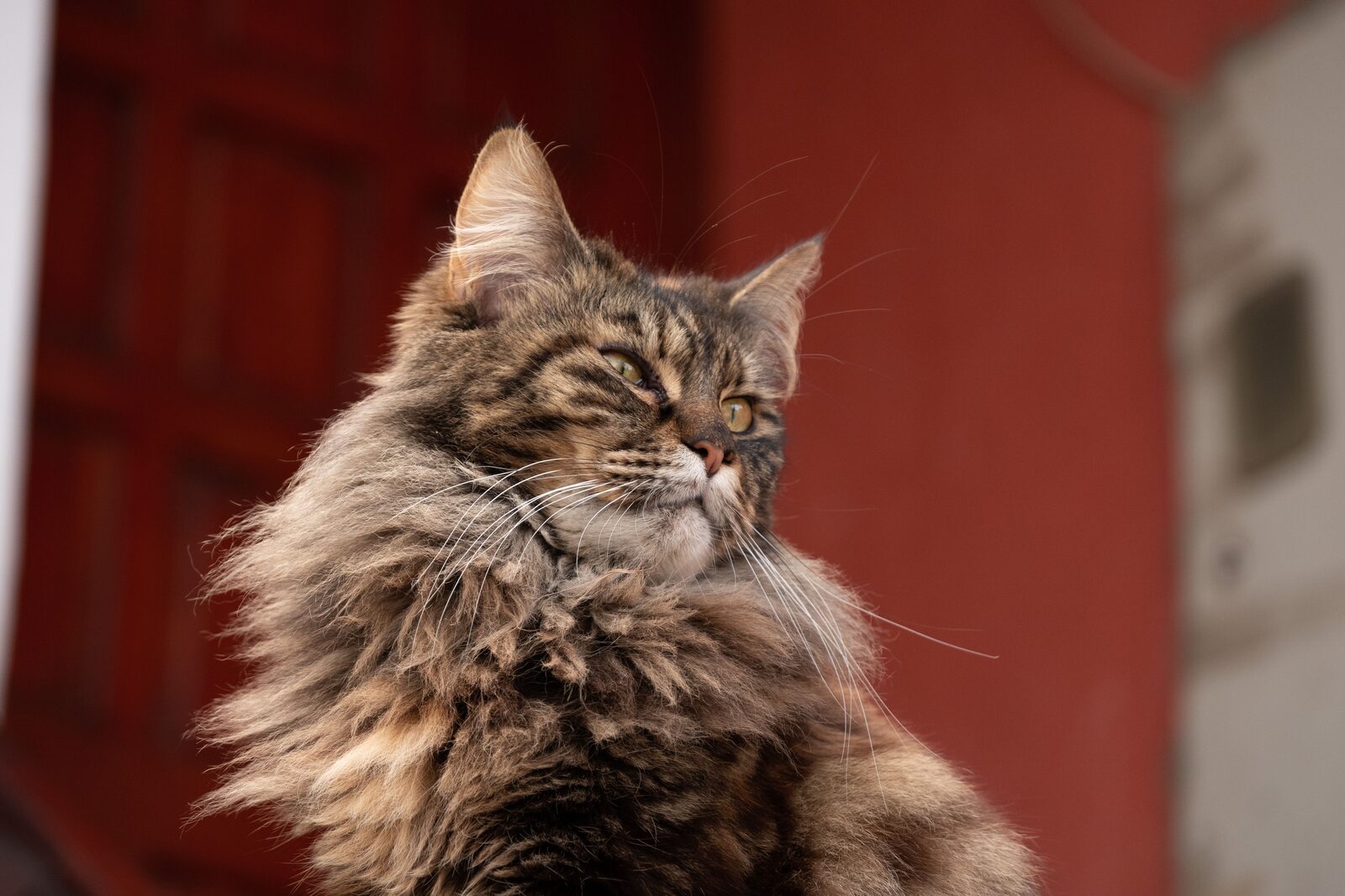 Maine Coon