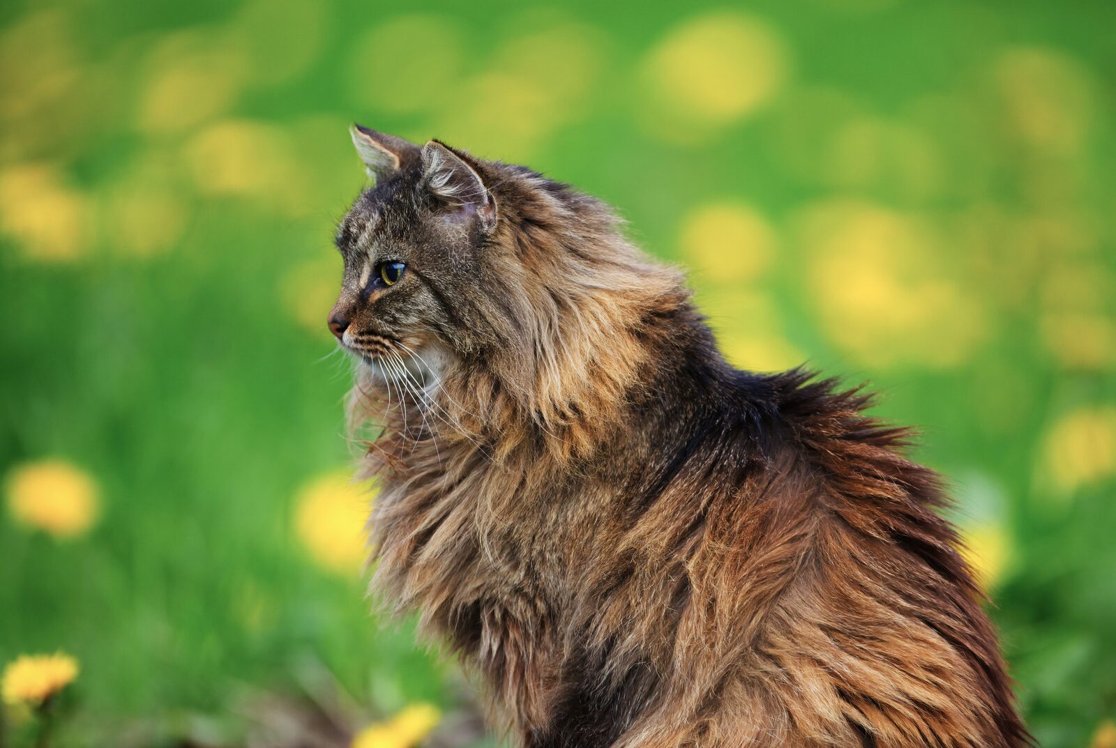 Norwegian Forest Cat