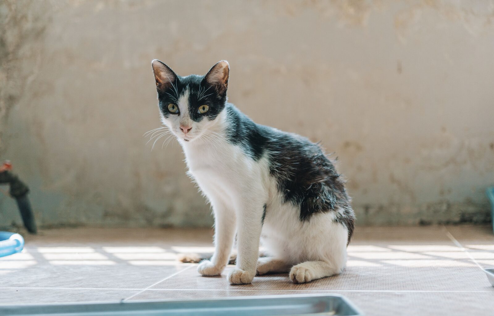 Oriental Shorthair