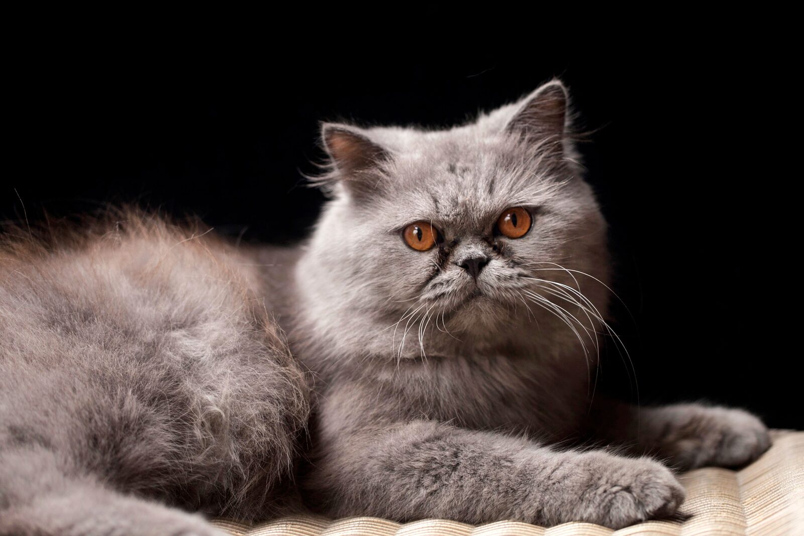 Persian