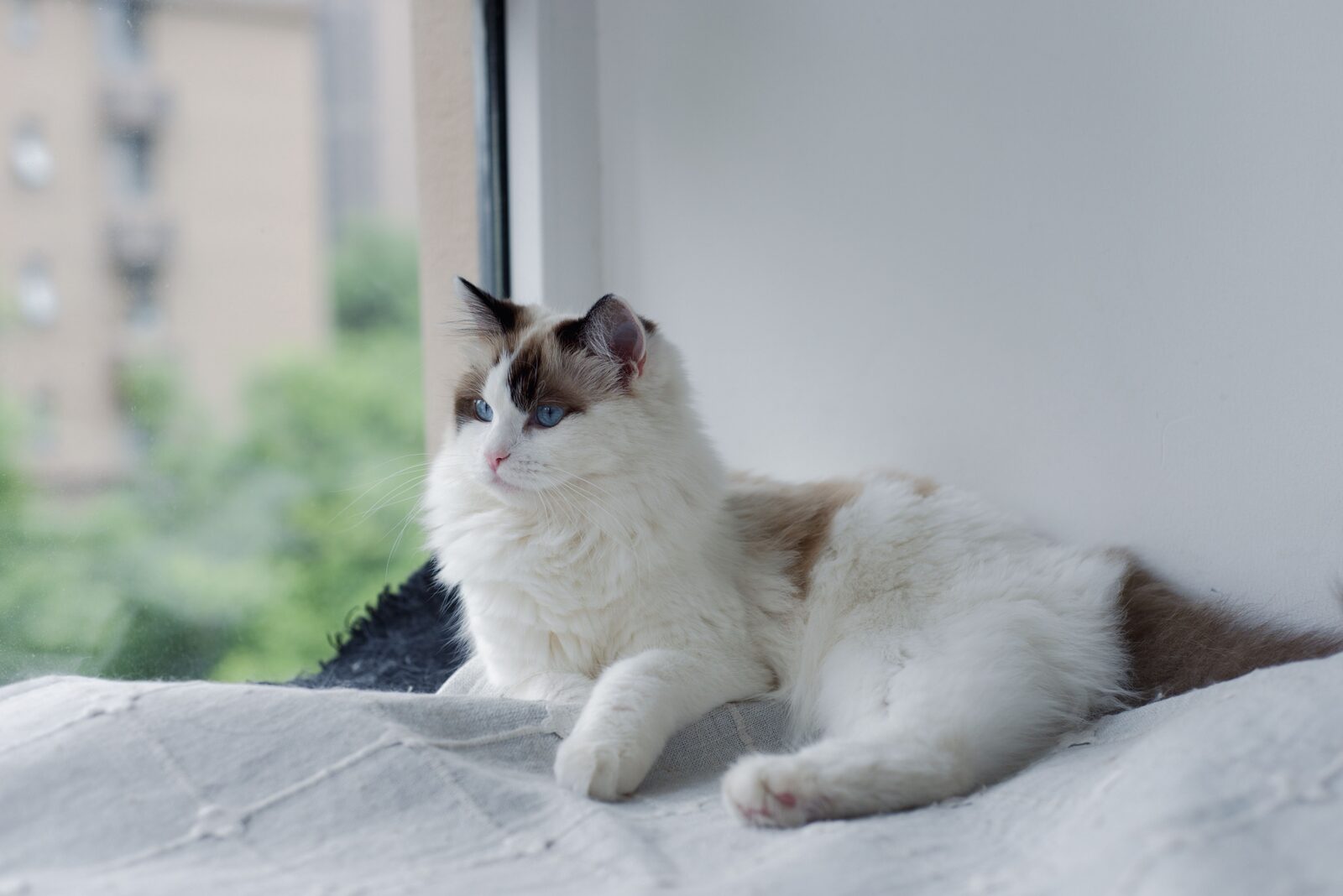 Ragdoll