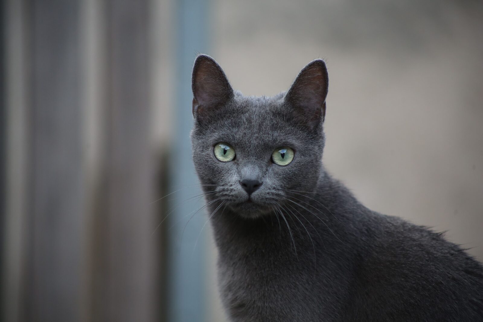 Russian Blue