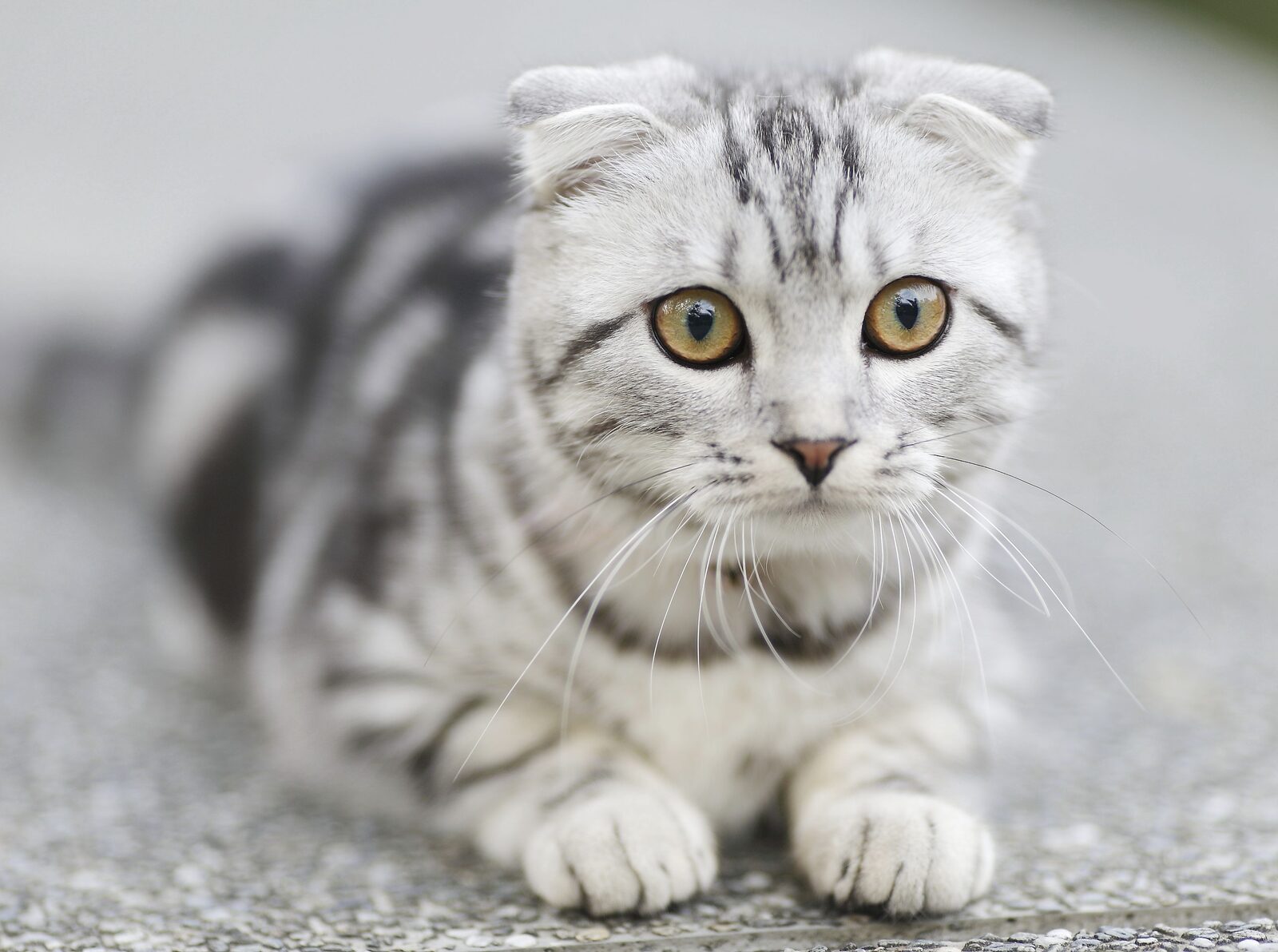Scottish Fold