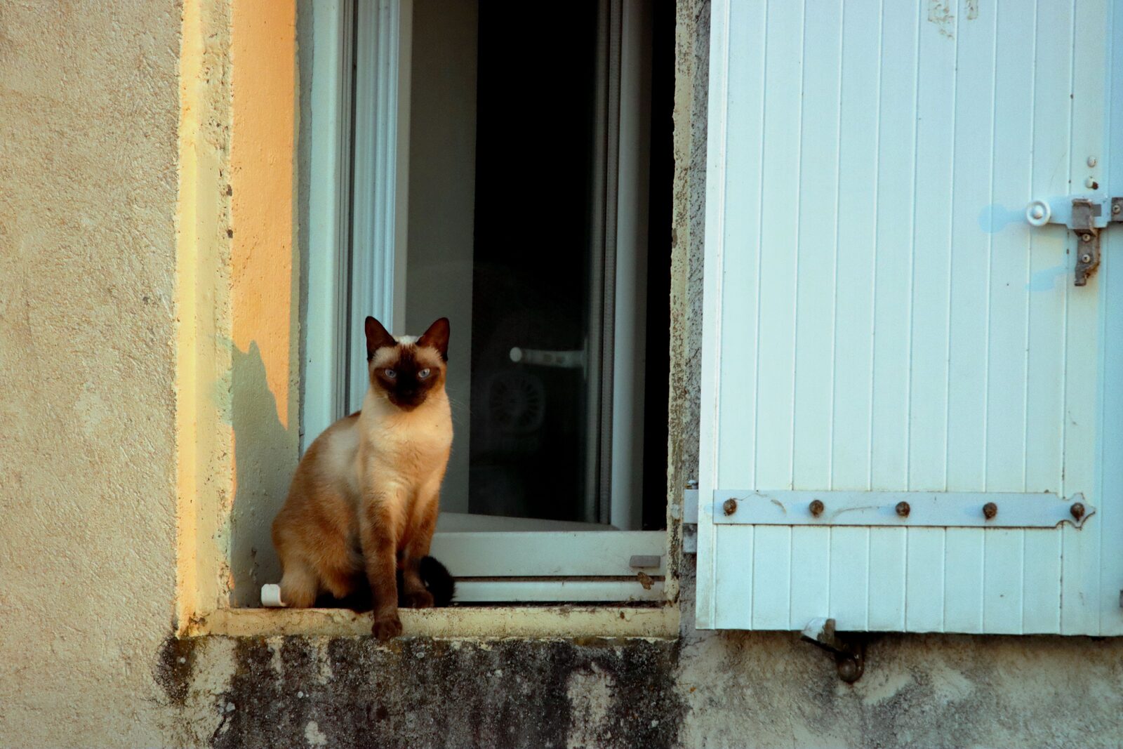 Siamese