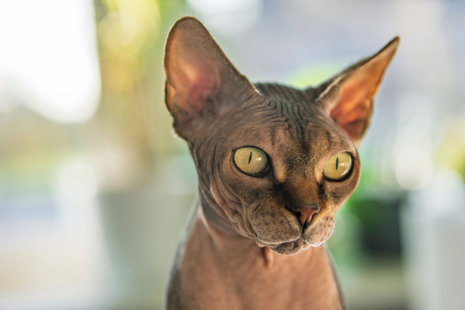 Sphynx