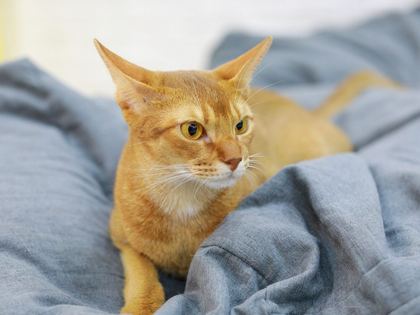 Abyssinian