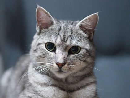 American Shorthair