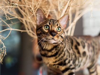 Bengal