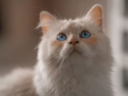 Birman