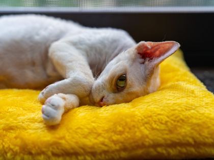 Devon Rex