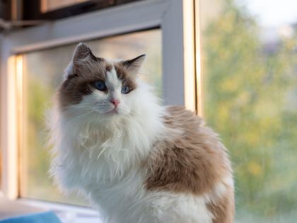 Domestic Longhair