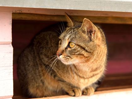 Domestic Shorthair
