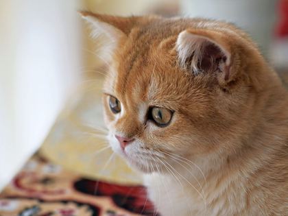 Exotic Shorthair