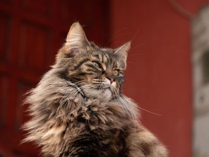 Maine Coon